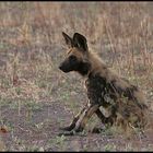 Young Wild Dog