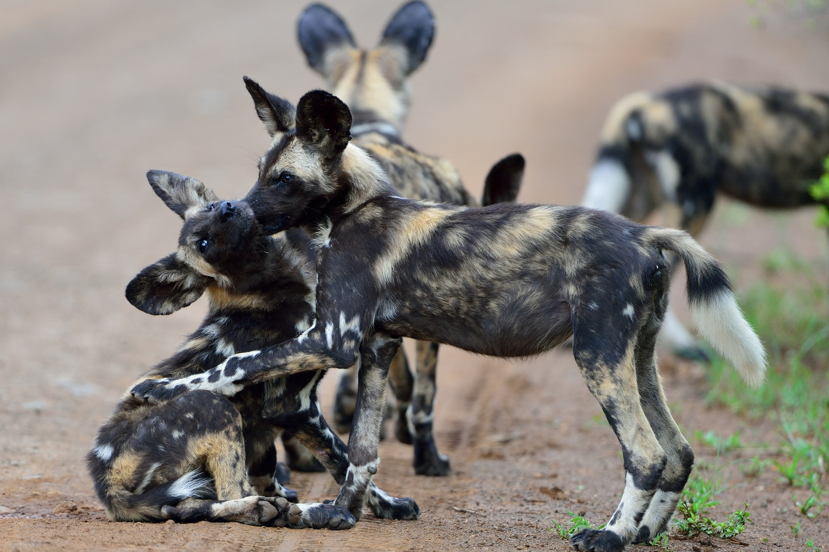 Young Wild Dogs playing