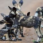 Young Wild Dogs playing