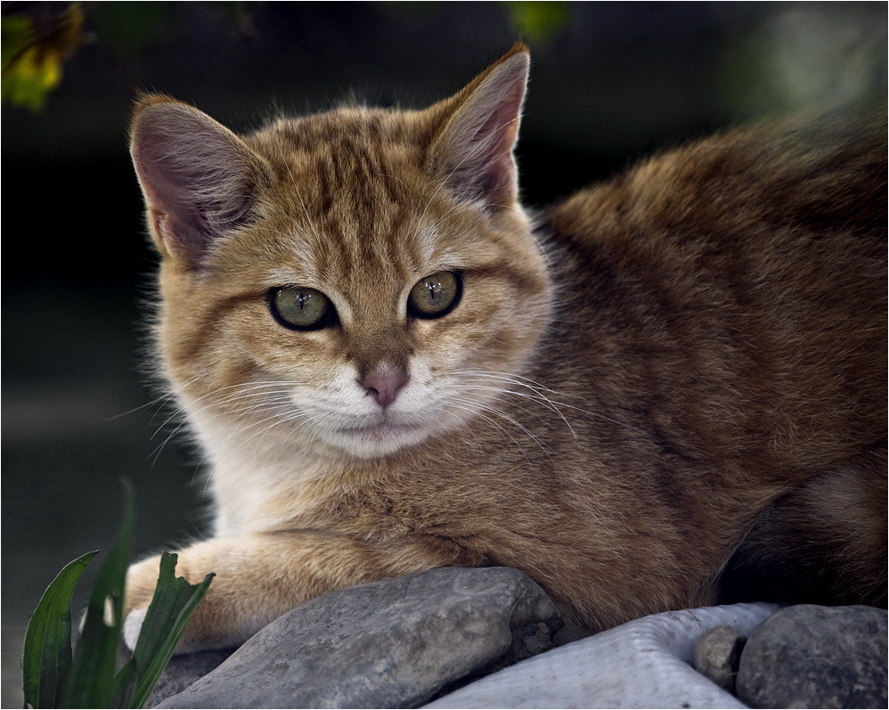 Young Wildcat watching for Lynx