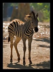 Young zebra...