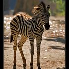 Young zebra...