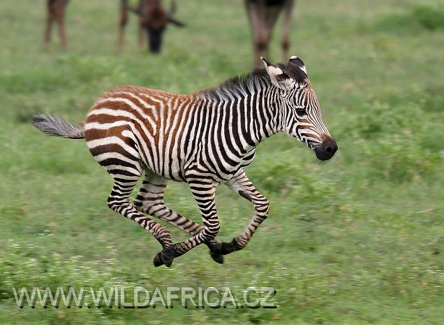 Young zebra (Equus burchellii boehmi)