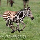 Young zebra (Equus burchellii boehmi)