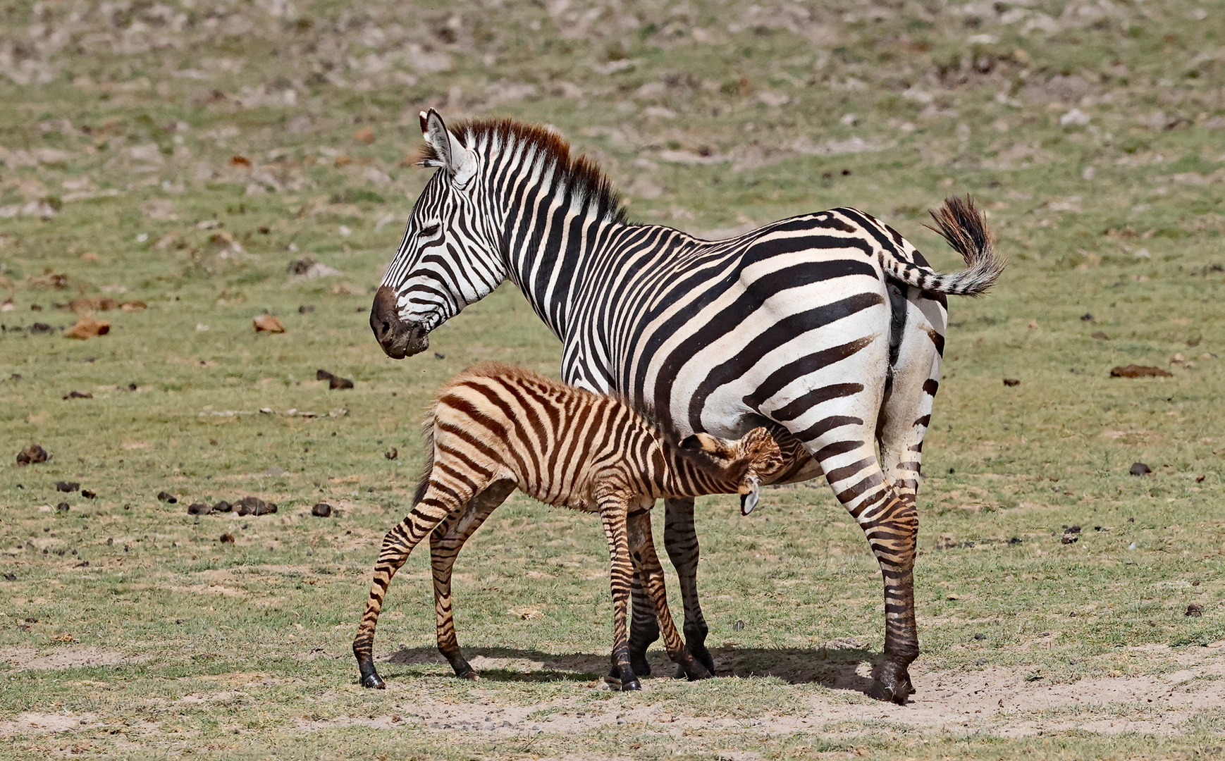 Young Zebra is drinking