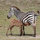 Young Zebra is drinking