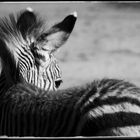 Young Zebra, Namibia