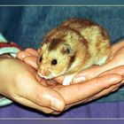 Young's Hamster