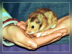 Young's Hamster