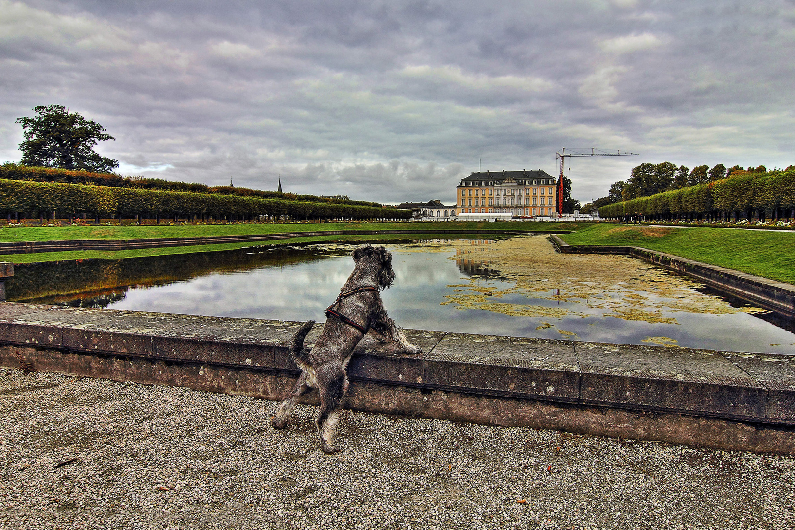 Young_Schnauzer_looks_over_the_Garden_of_Dwarves