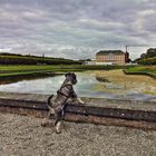 Young_Schnauzer_looks_over_the_Garden_of_Dwarves