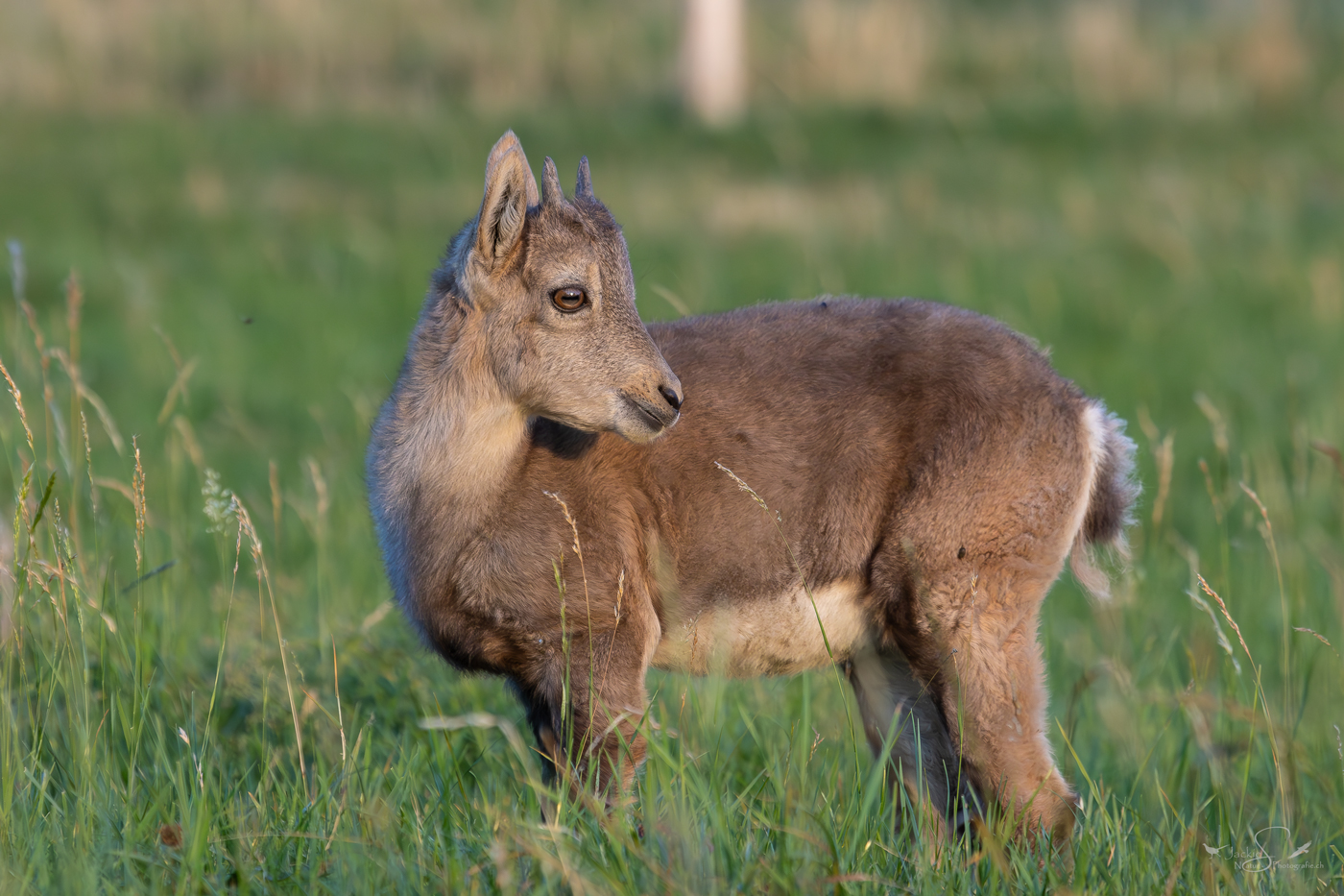 ' Youngster '