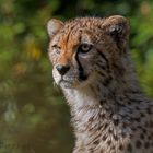 Youngster Cheetah