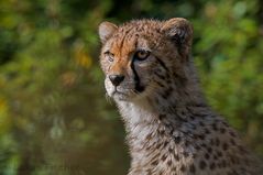 Youngster Cheetah
