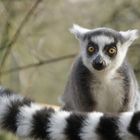 youngster----lemur katta