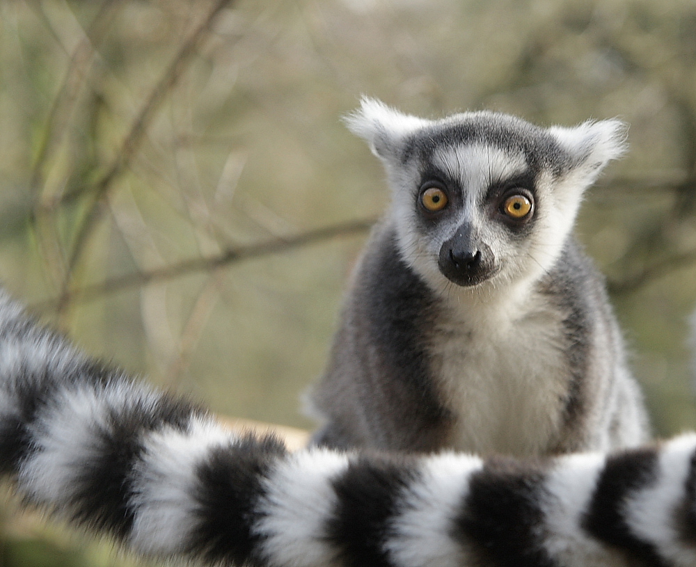 youngster----lemur katta