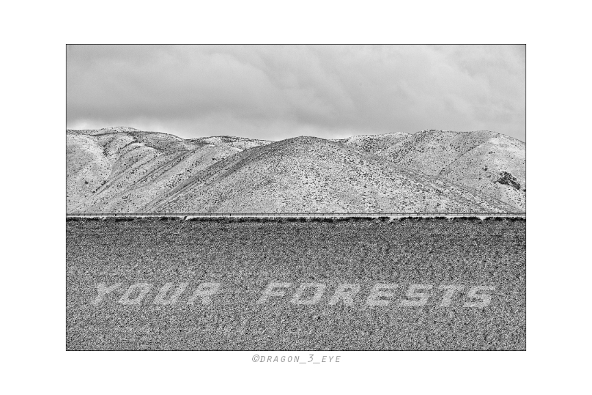 YOUR FORESTS 