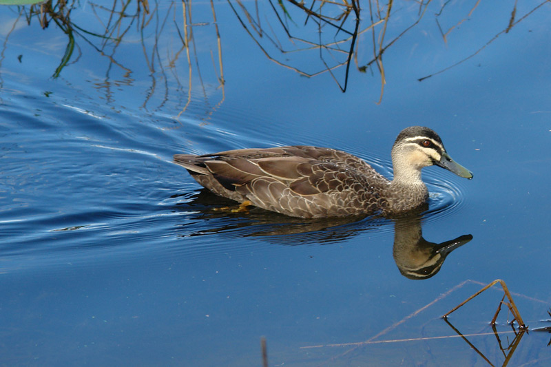 Your typical duck