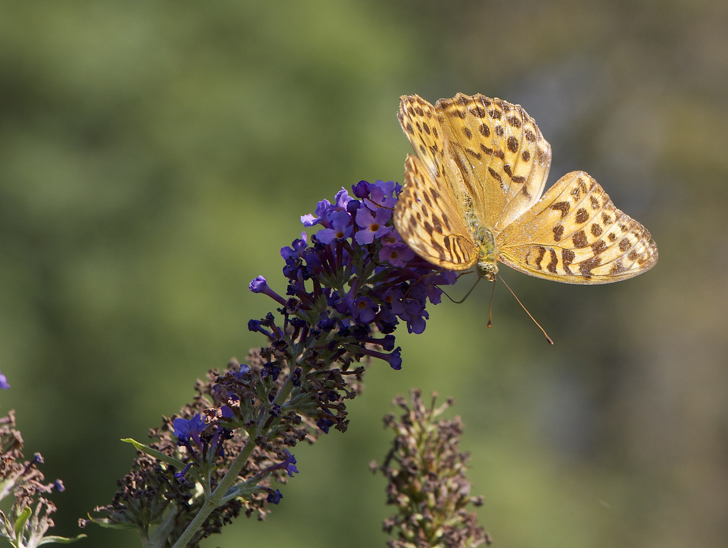 You´re my butterfly