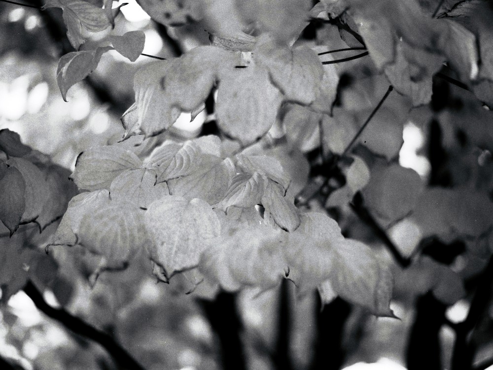 Yoyogi park leafs