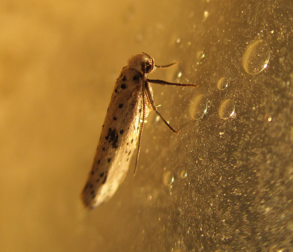 Ypnomeuta plumbella- Faulbaum Gespinstmotte   