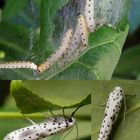 Yponomeuta irrorella auf Pfaffenhütchen - Collage