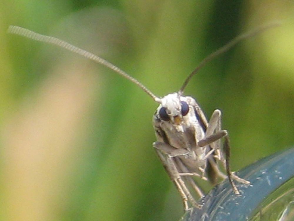 Yponomeuta plumbella Foto & Bild tiere, wildlife, schmetterlinge