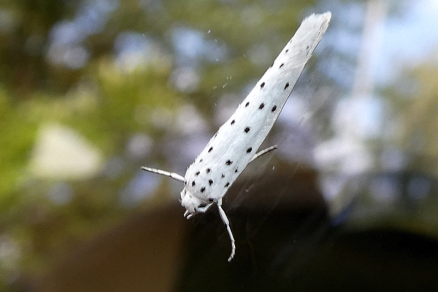 Yponomeuta sp.