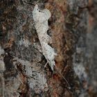 Ypsolopha asperella - ein hübscher, bestens getarnter Kleinschmetterling