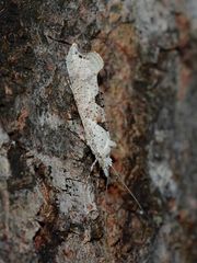 Ypsolopha asperella - ein hübscher, bestens getarnter Kleinschmetterling