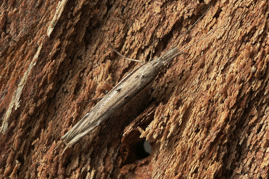 Ypsolopha mucronella