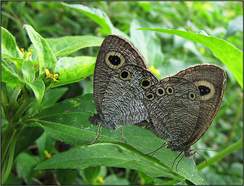 Ypthima albida