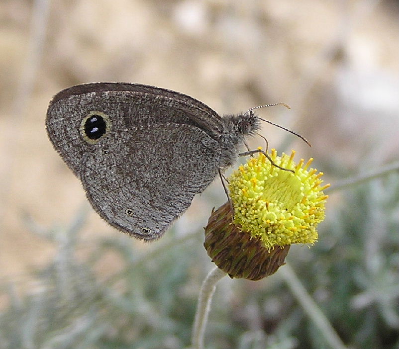 Ypthima asterope