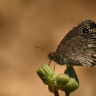 Ypthima asterope , African ringlet