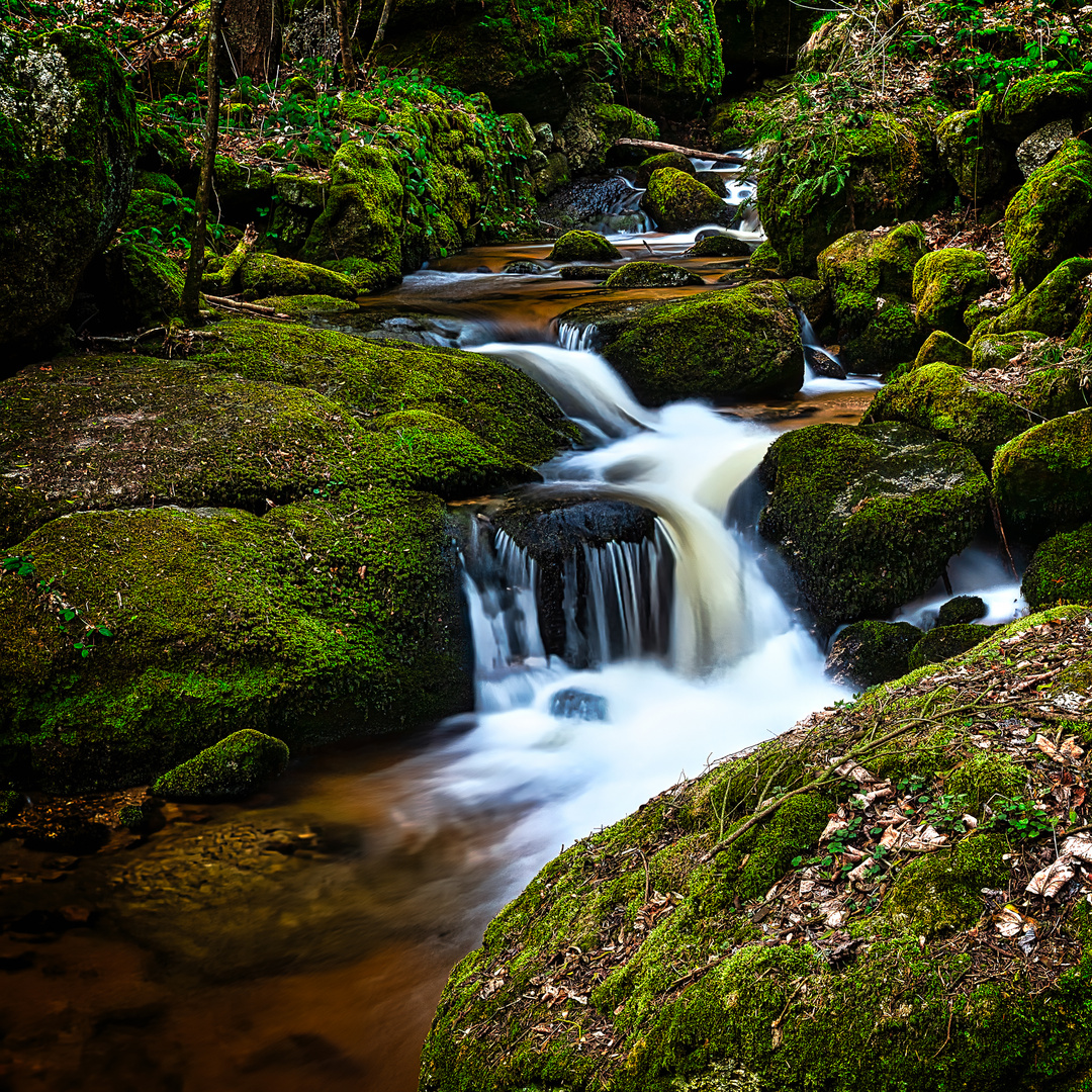 Ysperklamm - wildes Wasser - wilder Wald