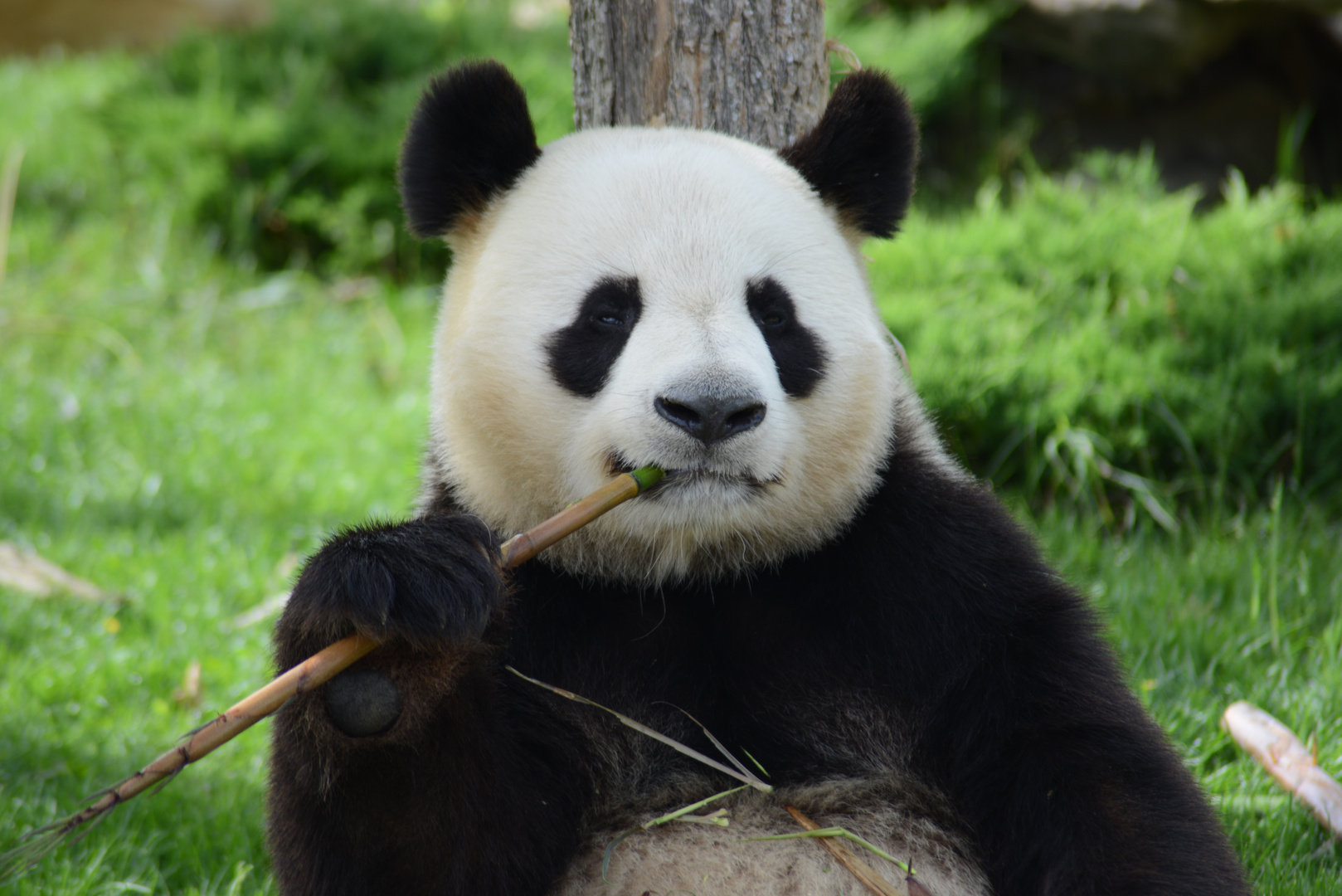 Yuan ZI au zoo de beauval