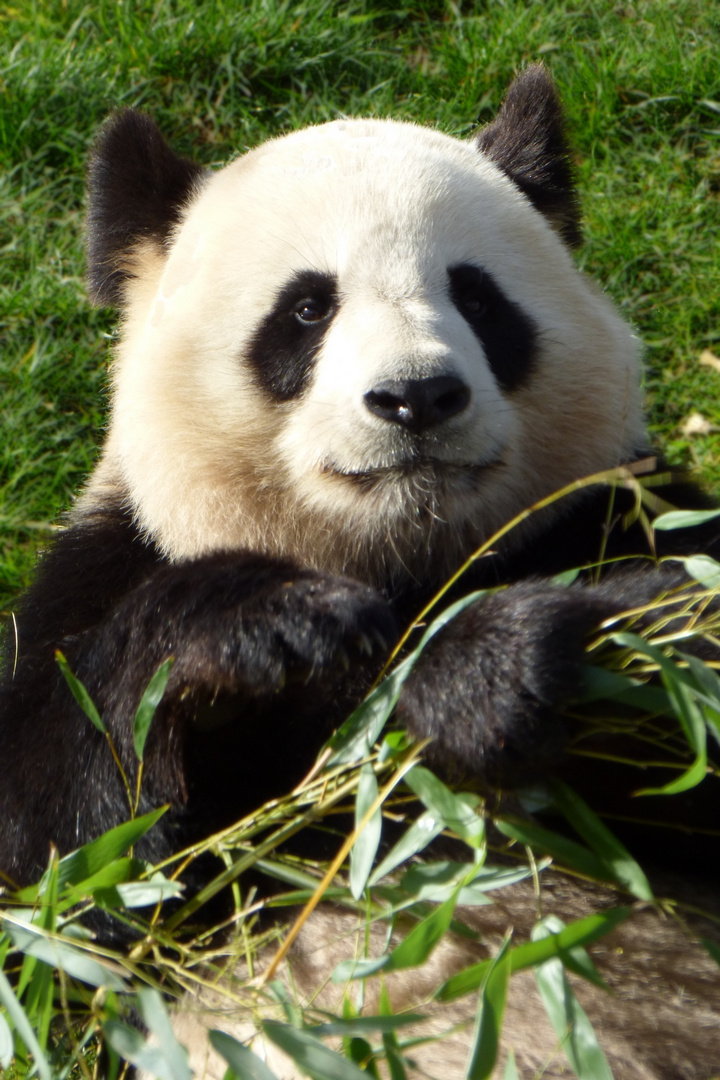 Yuan Zi, panda