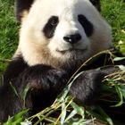 Yuan Zi, panda