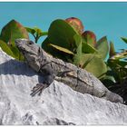 Yucatan - Tulum - Dragon