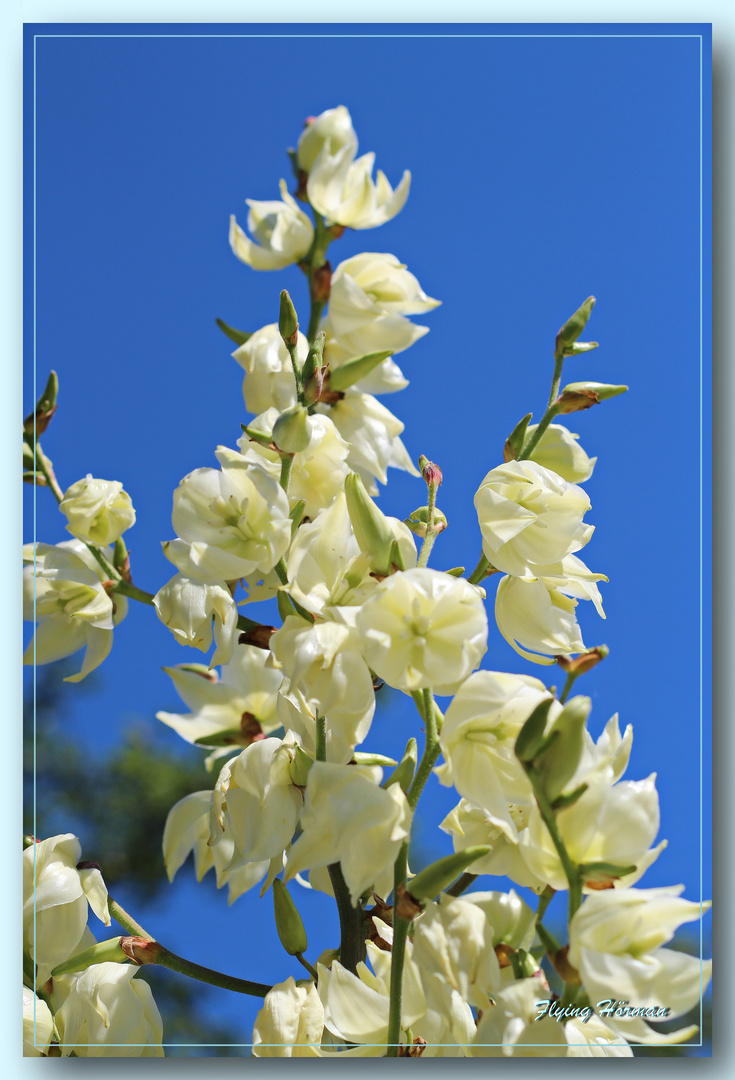 Yucca 2