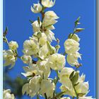 Yucca 2