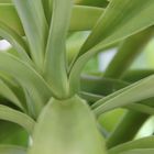 Yucca