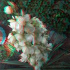 Yucca 3D