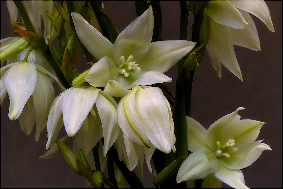 Yucca