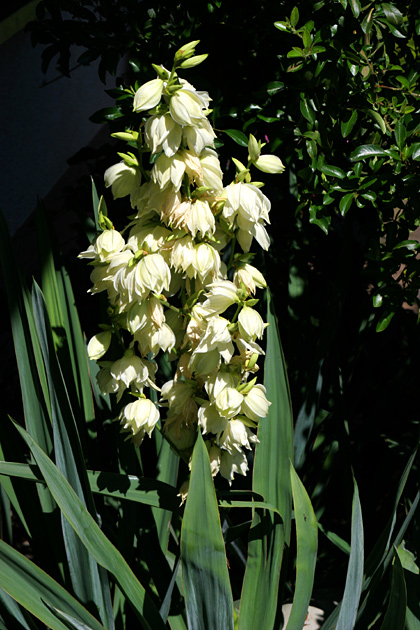 Yucca