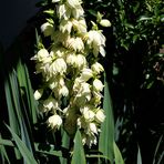 Yucca