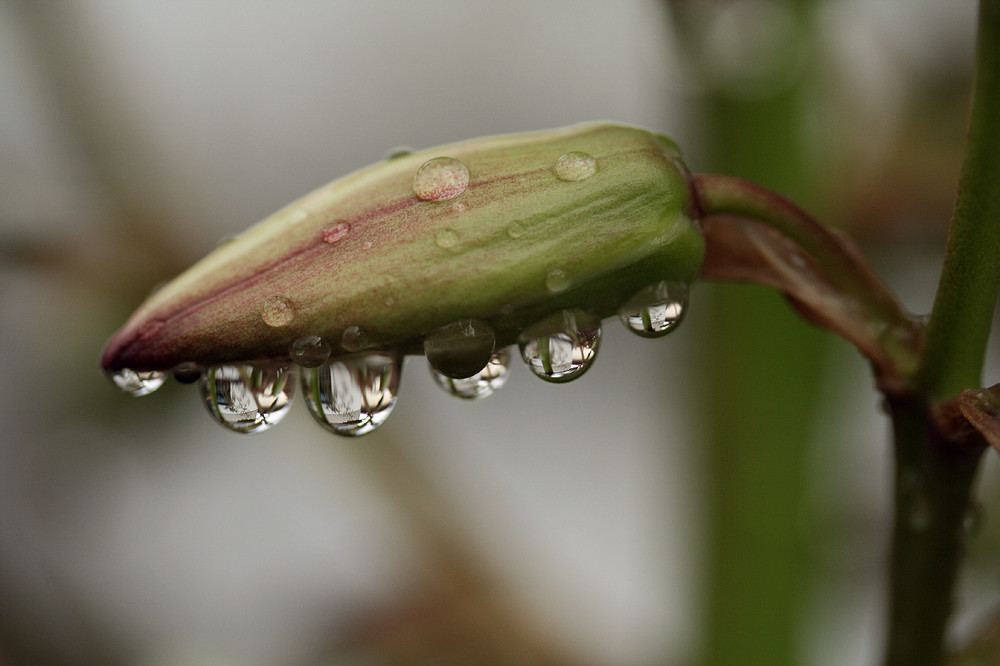 Yucca