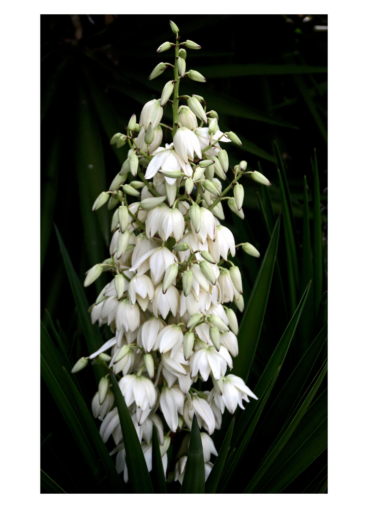 Yucca