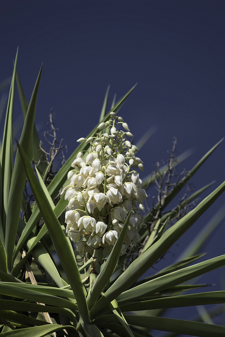 Yucca