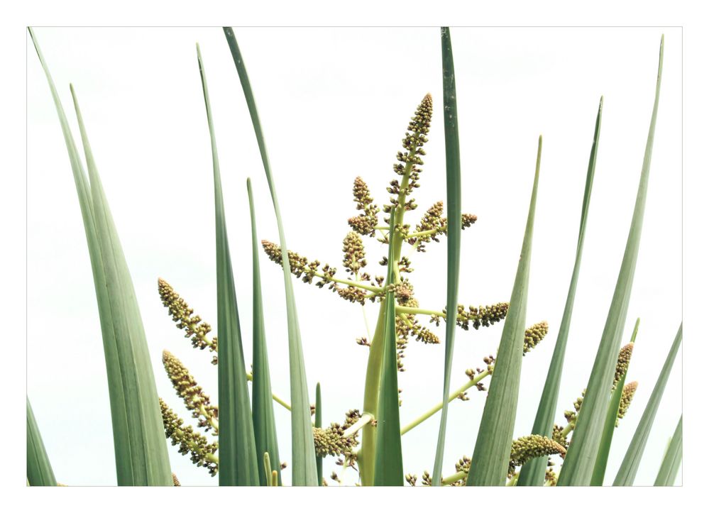 Yucca-Blüte